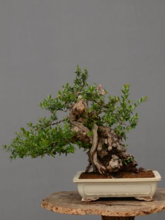 Immagine per la categoria Bonsai Mirto (Myrtus Communis)