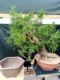 Immagine di Bonsai Abete