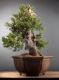 Immagine di Bonsai Abete