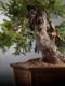 Immagine di Bonsai Abete