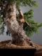 Immagine di Bonsai Abete
