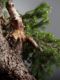 Immagine di Bonsai Abete