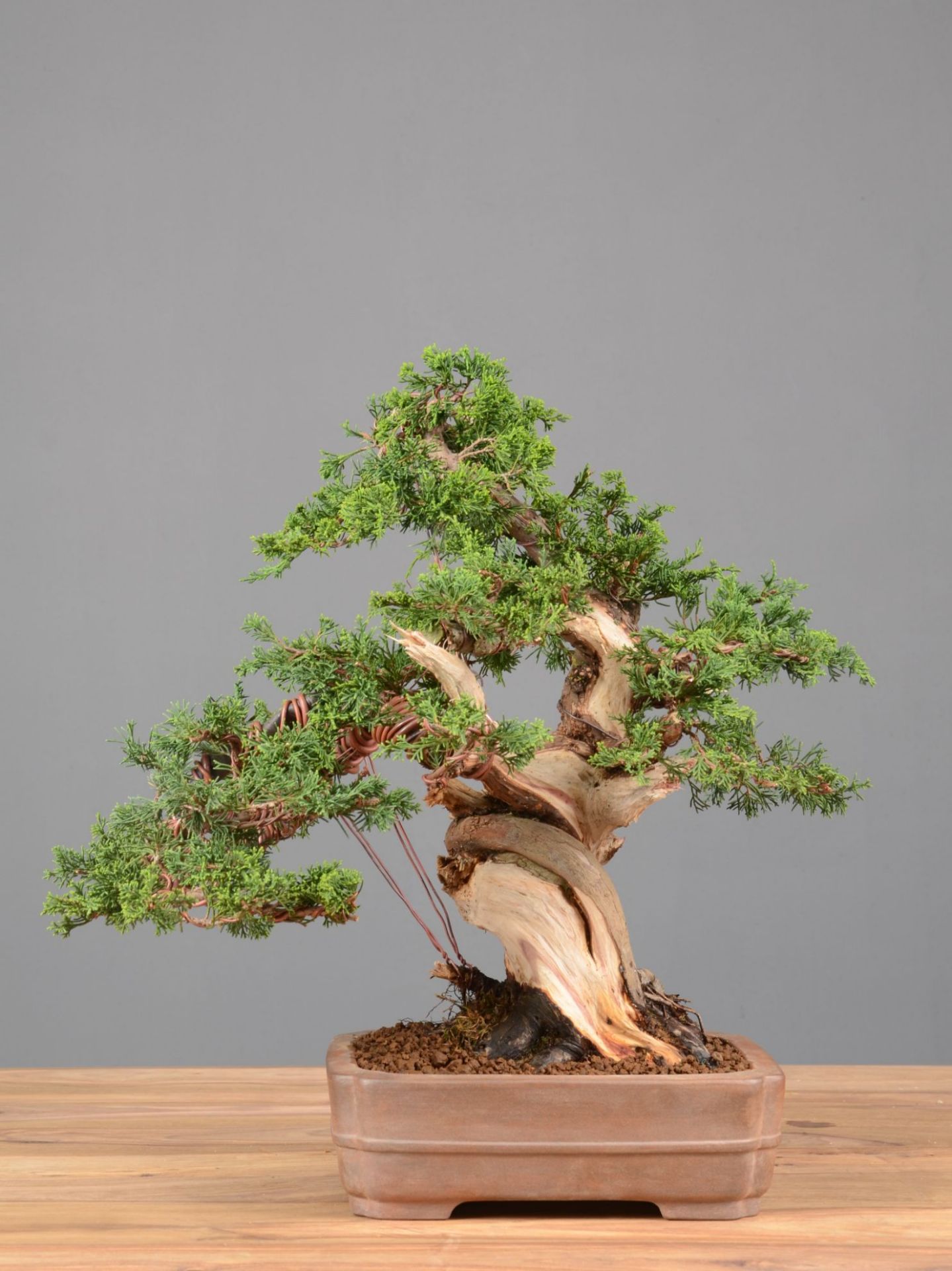 Immagine di Bonsai Ginepro g.