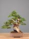 Immagine di Bonsai Ginepro g.