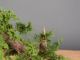 Immagine di Bonsai Ginepro g.