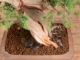 Immagine di Bonsai Ginepro g.