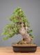 Immagine di Bonsai Abete