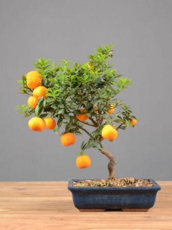 Immagine per la categoria Bonsai Mandarino (Citrus reticulata)