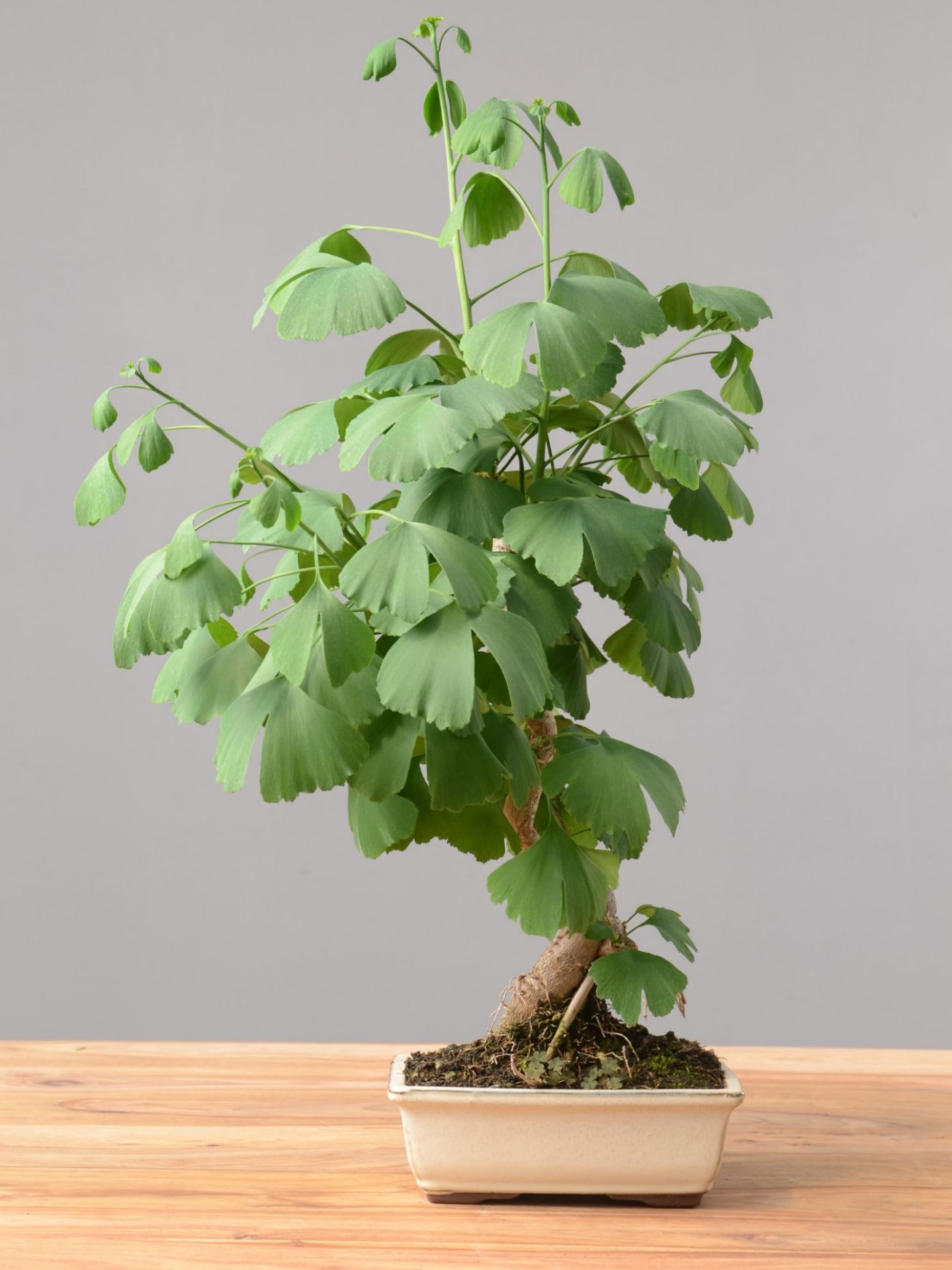 Immagine di Ginkgo biloba