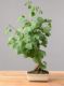 Immagine di Ginkgo biloba