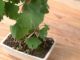 Immagine di Ginkgo biloba