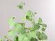 Immagine di Ginkgo biloba