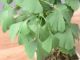 Immagine di Ginkgo biloba