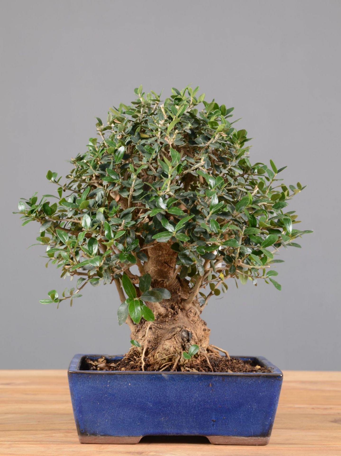 Bonsai Olivo: descrizione, cura e mantenimento (Ulivo)