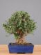 Bonsai Olivo: descrizione, cura e mantenimento (Ulivo)