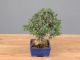 Bonsai Olivo: descrizione, cura e mantenimento (Ulivo)
