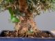 Bonsai Olivo: descrizione, cura e mantenimento (Ulivo)