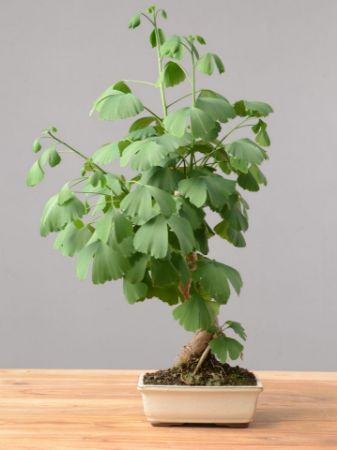 Immagine per la categoria Bonsai Ginkgo (Ginkgo Biloba)