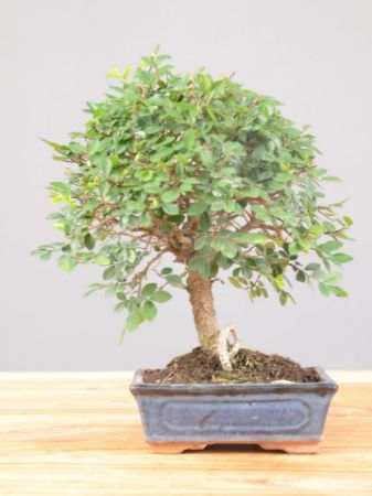Immagine per la categoria Bonsai Olmo (Olmo Zelkova)