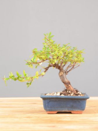 Immagine per la categoria Bonsai Cotoneaster (Cotognastro)
