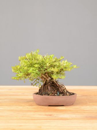 Immagine per la categoria Bonsai Lonicera (Lonicera)