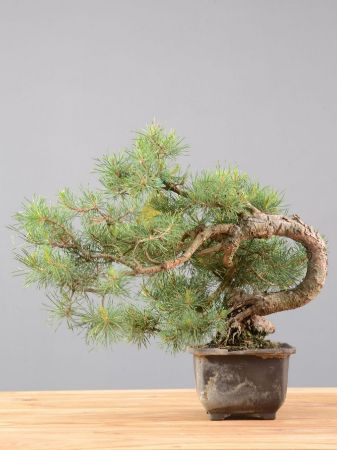 Immagine per la categoria Bonsai Pino silvestre (Pinus sylvestris)