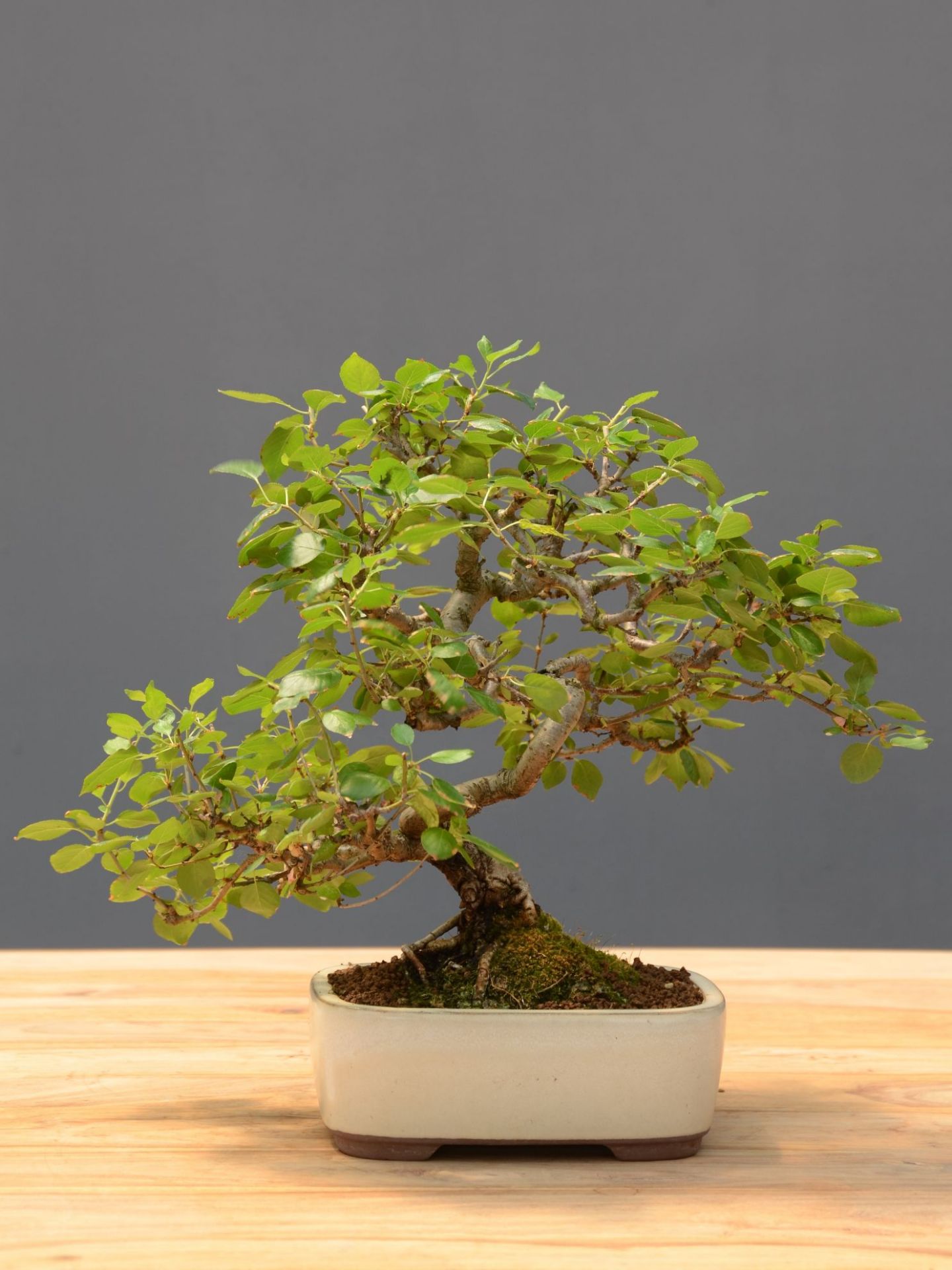 Bonsai Ciliegio: descrizione, cura, mantenimento e prezzo