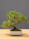 Bonsai Ciliegio: descrizione, cura, mantenimento e prezzo