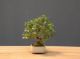 Bonsai Ciliegio: descrizione, cura, mantenimento e prezzo