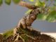 Bonsai Ciliegio: descrizione, cura, mantenimento e prezzo