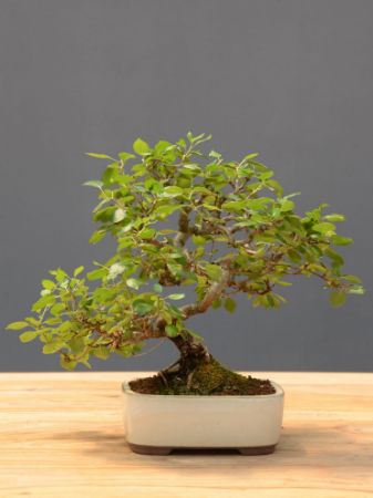 Immagine per la categoria Bonsai Ciliegio (prunus avium)