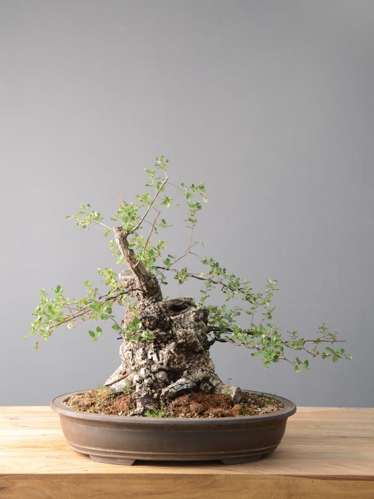 Bonsai Quercia: descrizione, cura e mantenimento