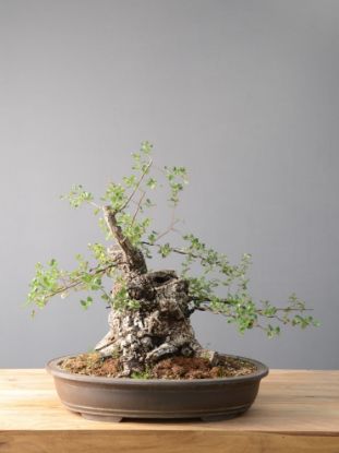 Bonsai Quercia: descrizione, cura e mantenimento