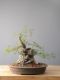 Bonsai Quercia: descrizione, cura e mantenimento