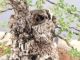 Bonsai Quercia: descrizione, cura e mantenimento