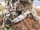 Bonsai Quercia: descrizione, cura e mantenimento