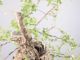Bonsai Quercia: descrizione, cura e mantenimento