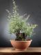 Bonsai Quercia: descrizione, cura e mantenimento