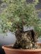 Bonsai Quercia: descrizione, cura e mantenimento