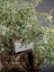 Bonsai Quercia: descrizione, cura e mantenimento