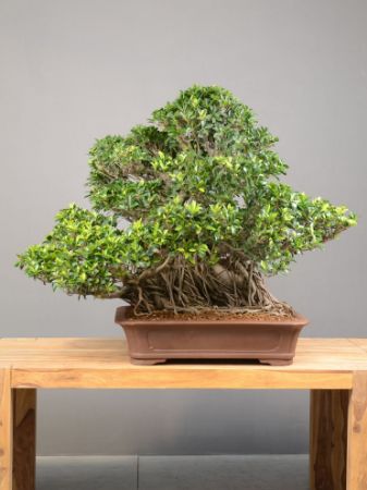 Immagine per la categoria Bonsai Fico (Ficus retusa)