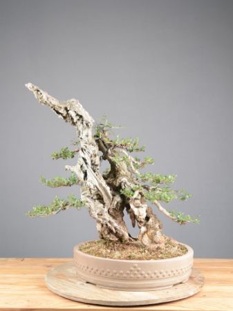 Immagine per la categoria Bonsai Olivo (Olea Europaea)