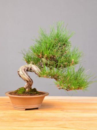 Immagine per la categoria Bonsai Pino nero (Pinus thumbergii)