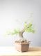 Immagine di Bonsai Quercia