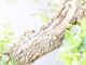 Immagine di Bonsai Quercia