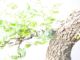 Immagine di Bonsai Quercia