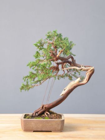 Immagine per la categoria Bonsai Ginepro (Juniperus)
