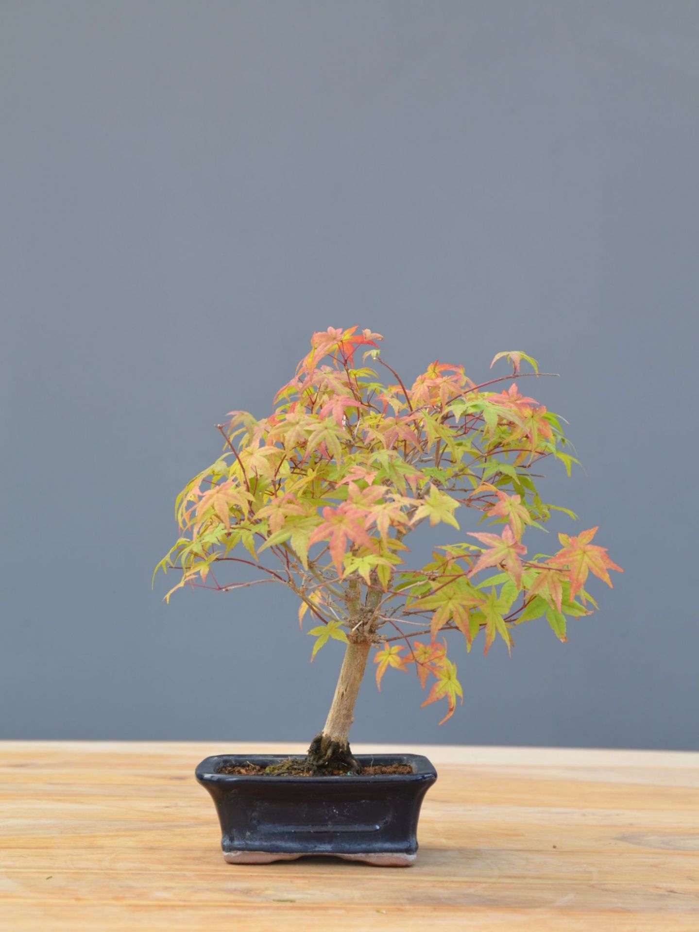 Immagine di Bonsai Acero rosso giapponese