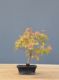 Immagine di Bonsai Acero rosso giapponese