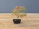Immagine di Bonsai Acero rosso giapponese